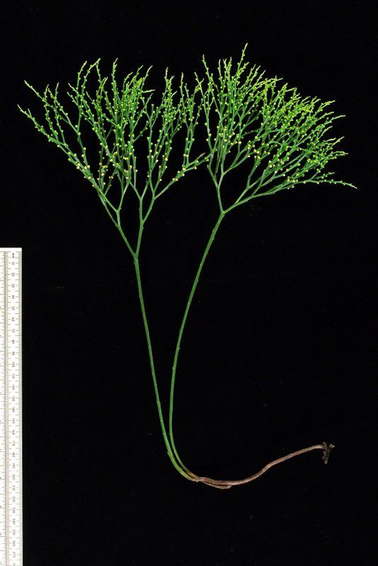 Psilotum nudum The University of Auckland